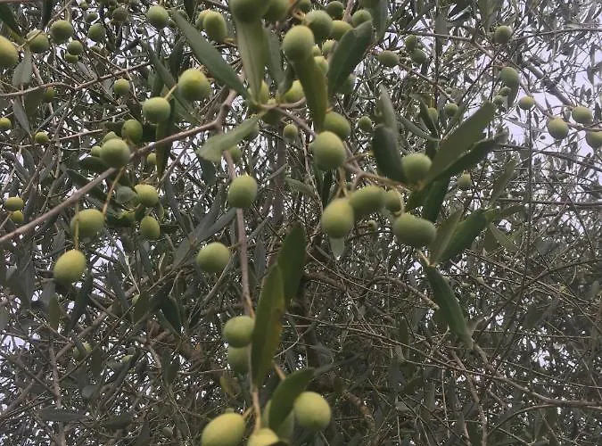 乡村民宿 Baronzola *