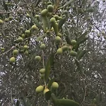 Kır Evi Baronzola *